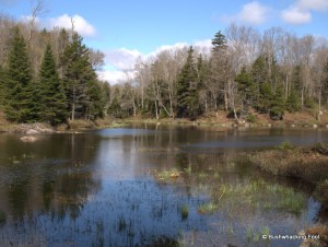 First beaver pond along Cropsey outlet