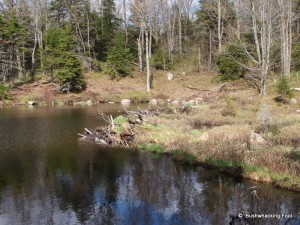 Winding dam along Cropsey outlet