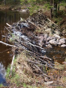 Beaver dam near Muskrat sighting