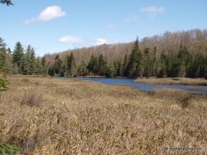 Beaver pond north of Cropsey Pond