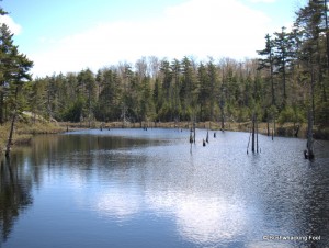 Eastern end of drainage north of Cropsey Pond