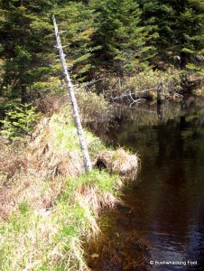 Beaver dam crossing