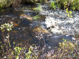 Deer Pond outlet