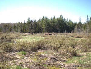 Large beaver vly