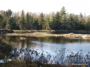 Deer Pond