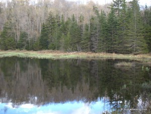 Sunshine Pond southeastern shore