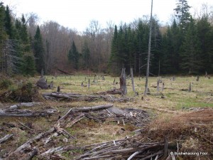 Bowtie Beaver Meadow