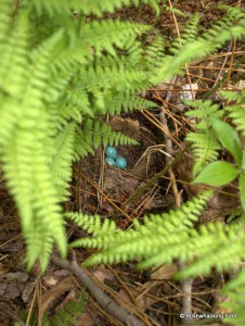 Hermit thrush nest