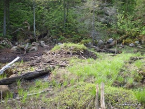 Old beaver lodge