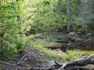 Old beaver dam