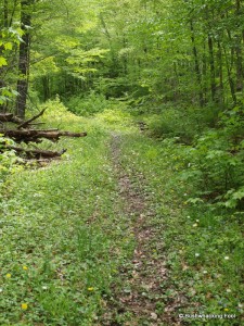 Old road climbing up ridge