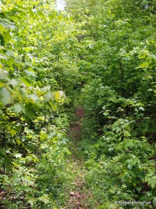 Forest reclaiming old road