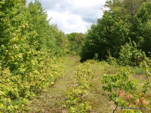 Persistent old road