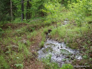 Remains of old road south of Slim Pond