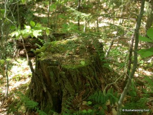 Old stump