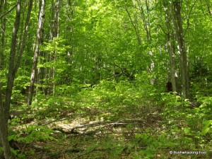 Old logging road