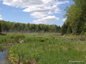 Large wetland