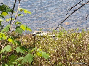 Pallet in lake