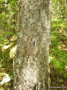 Blaze cut into tree