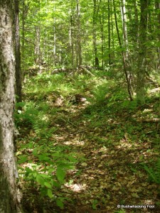 Trail to Hidden Lake