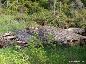 Old eschew bridge 