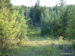 Old logging road