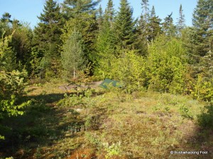 Campsite along logging road