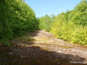 Open section of logging road