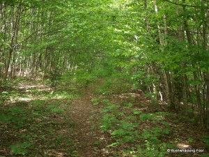 Old logging road