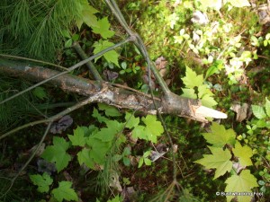 Broken tree top