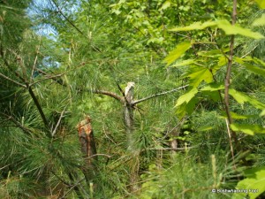 Severed tree top