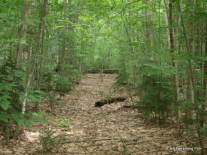 Old road north of Negro Lake