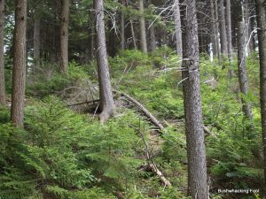 Ridge near Negro Lake cabin site