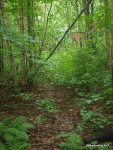 North of Negro Lake Road