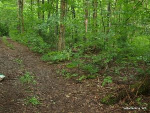 Side Trail to Negro Lake