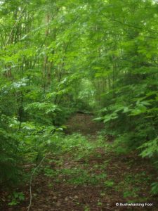 Old Road to Wilder Pond