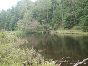 Wilder Pond outlet