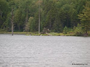 Osprey Perch on Beaverdam Pond
