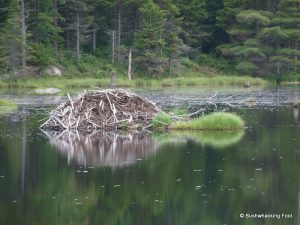 Beaver lodge at Beaverdam Pond