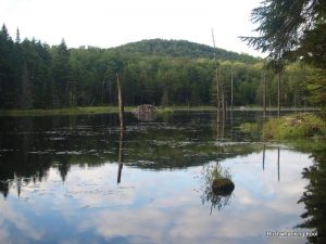 Beaverdam Pond from near outlet