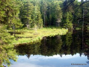 Beaverdam Pond dam