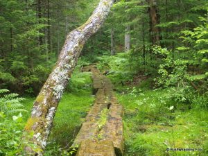 Slippery logwalk on Red Horse Trail