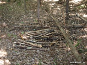 Wood pile near Hidden Lake